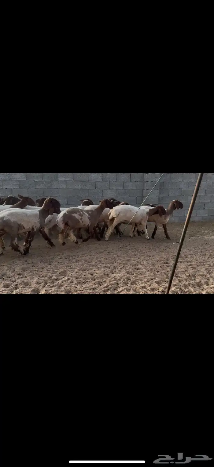 جذعات نعيم مقاني 2