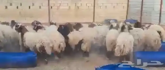 ذبايح شامل الذبح والتوصيل 6
