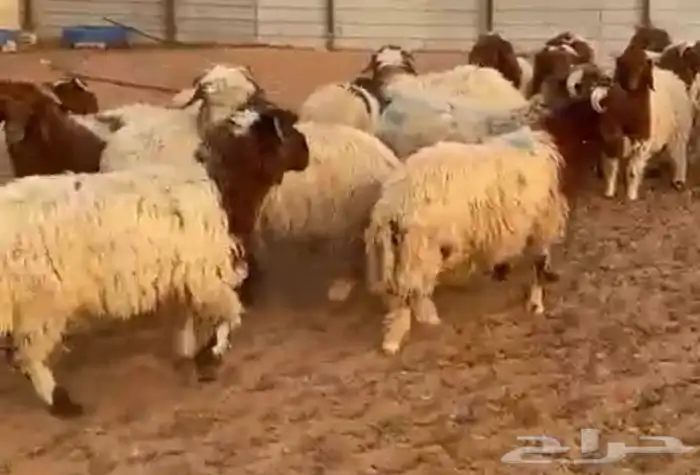 ذبايح شامل الذبح والتوصيل 5
