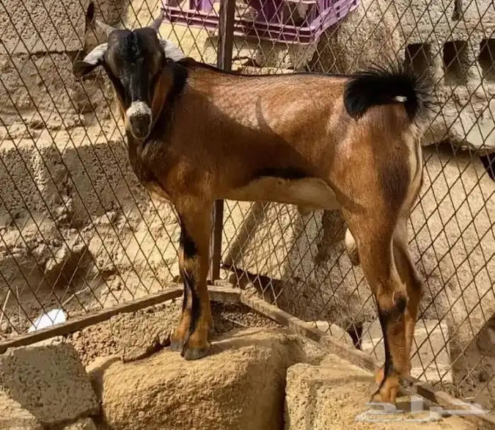 تيوس للبيع 0