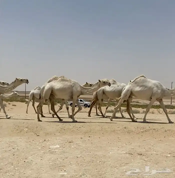 ابل ذود وضح ككفو وطيبه واشباب للبيع 12