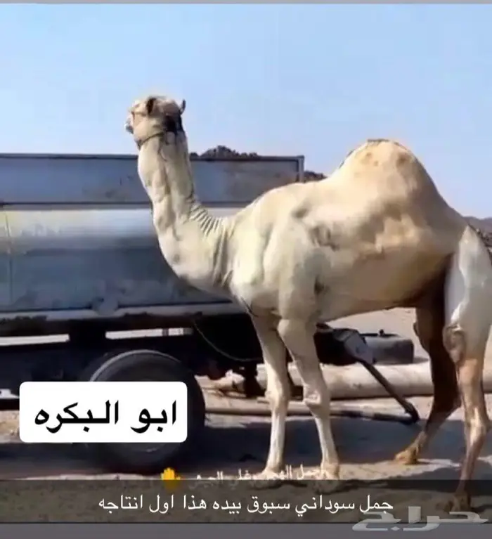بكره مهجنه طيبه 3