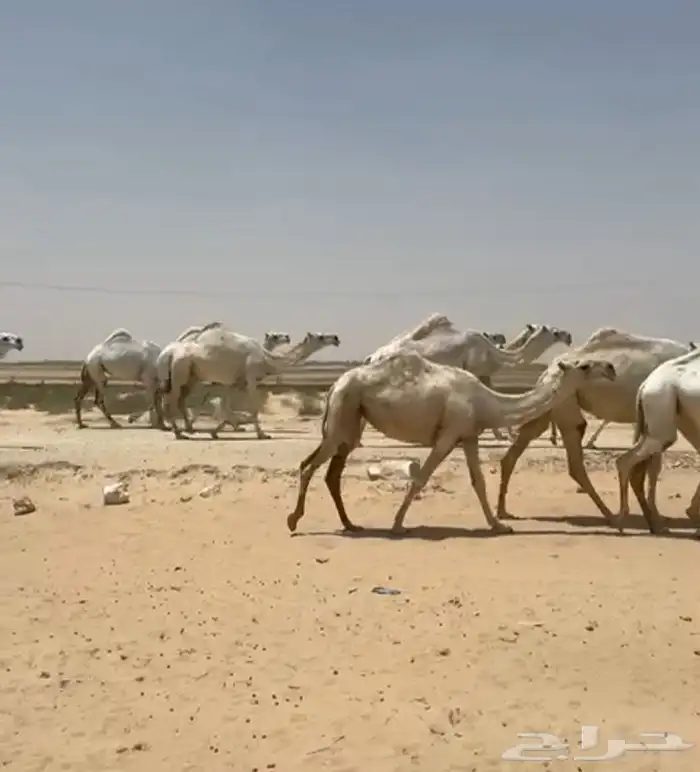 ابل ذود وضح ككفو وطيبه واشباب للبيع 13