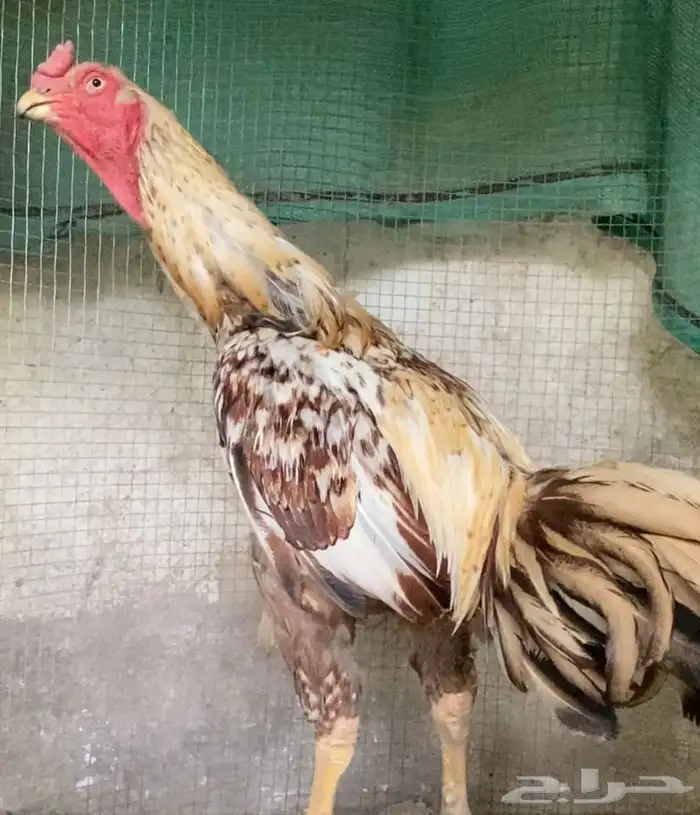 ديك فارسي فاخر الباحه . 0 50 880 4617 0