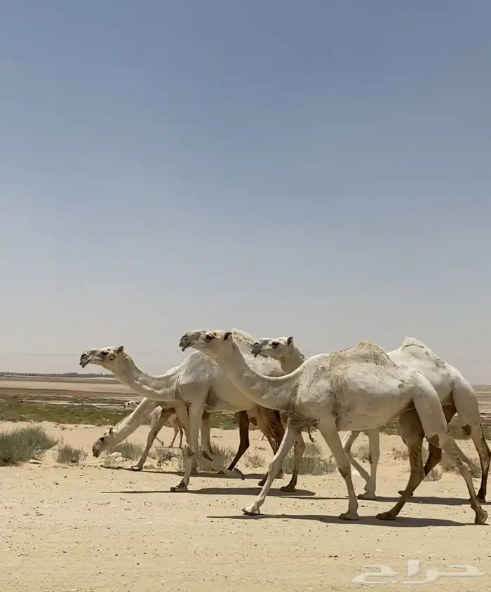 ابل ذود وضح ككفو وطيبه واشباب للبيع 5