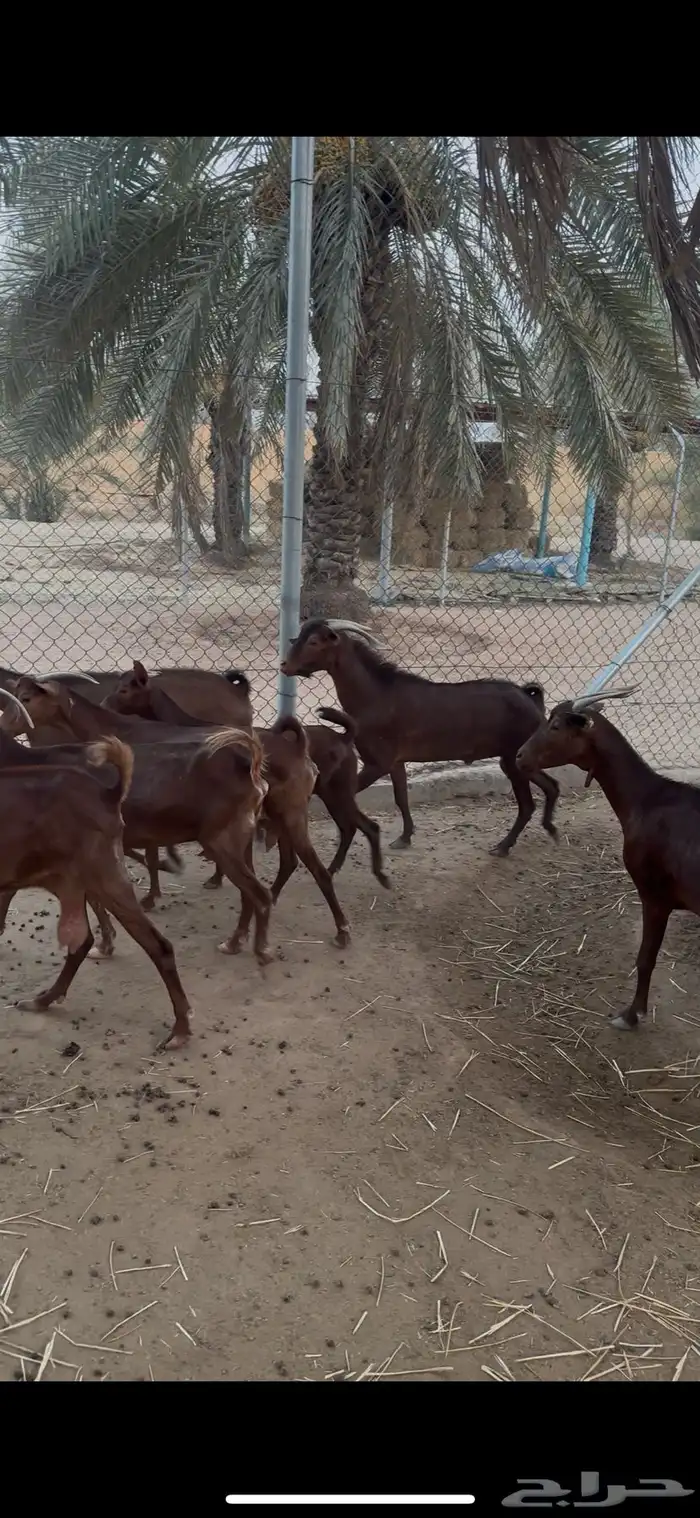 معزا جنوبيه حمر 1