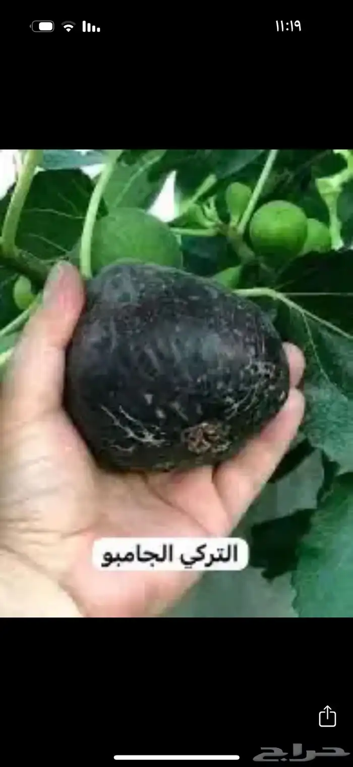 متوفر نوادر التين 6