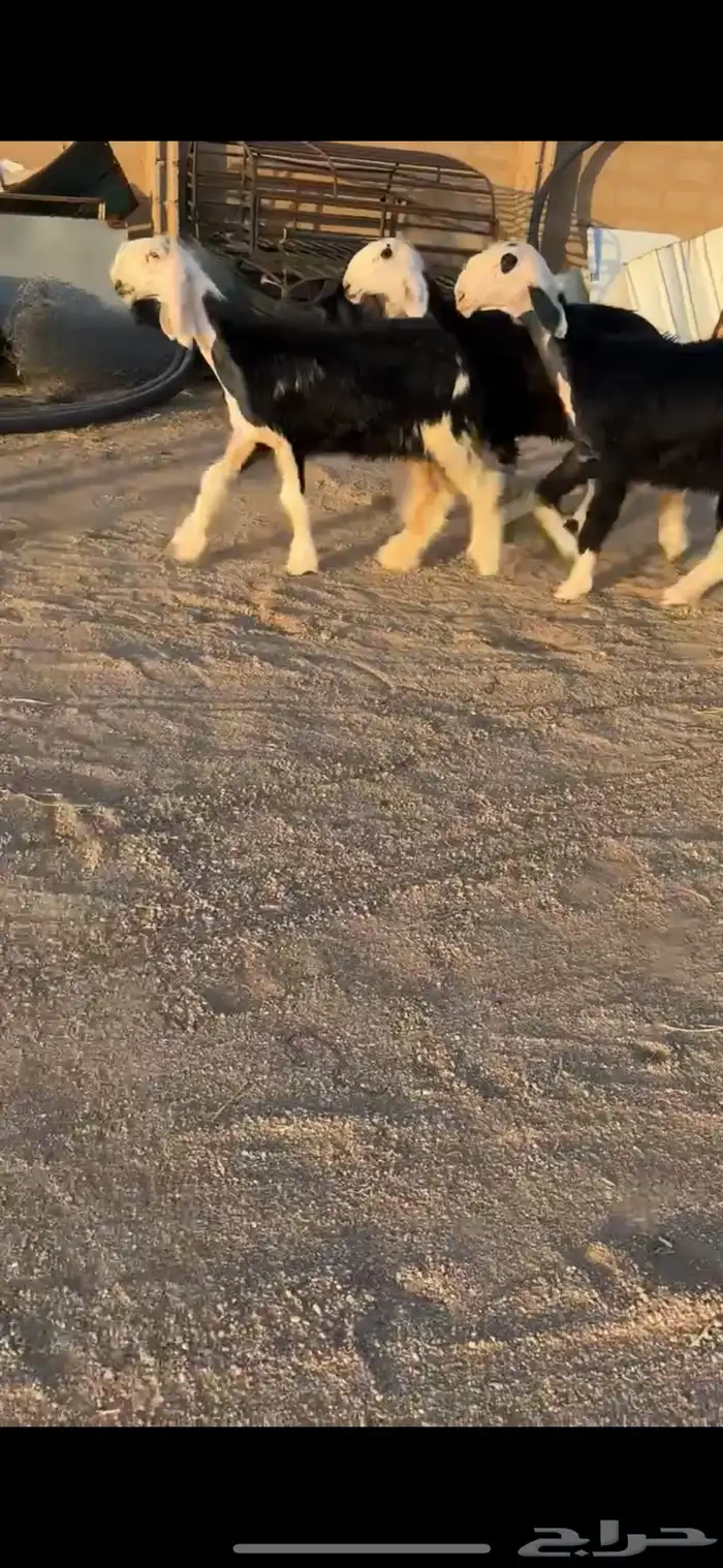 رخال كفووو 0