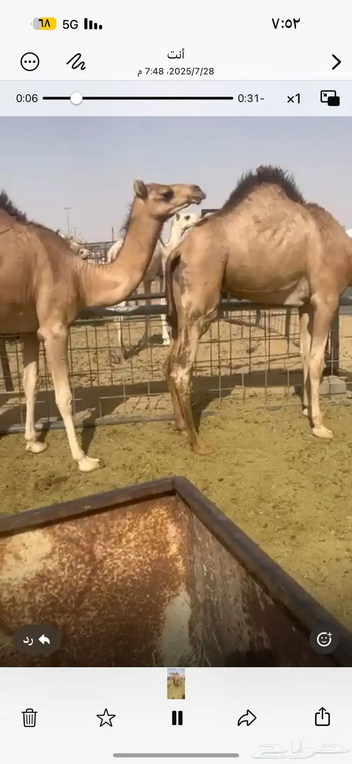 قعدان للبيع 2