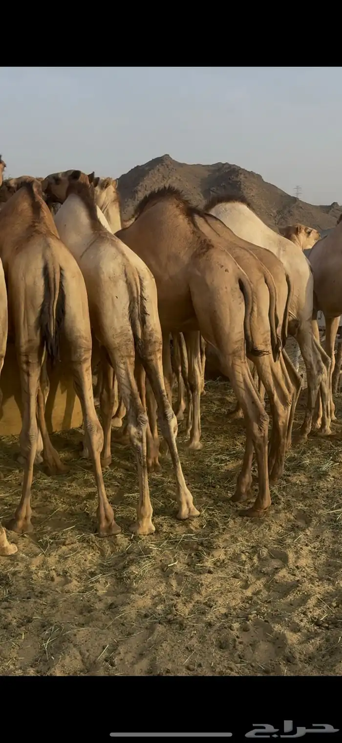 قعدان للبيع 1