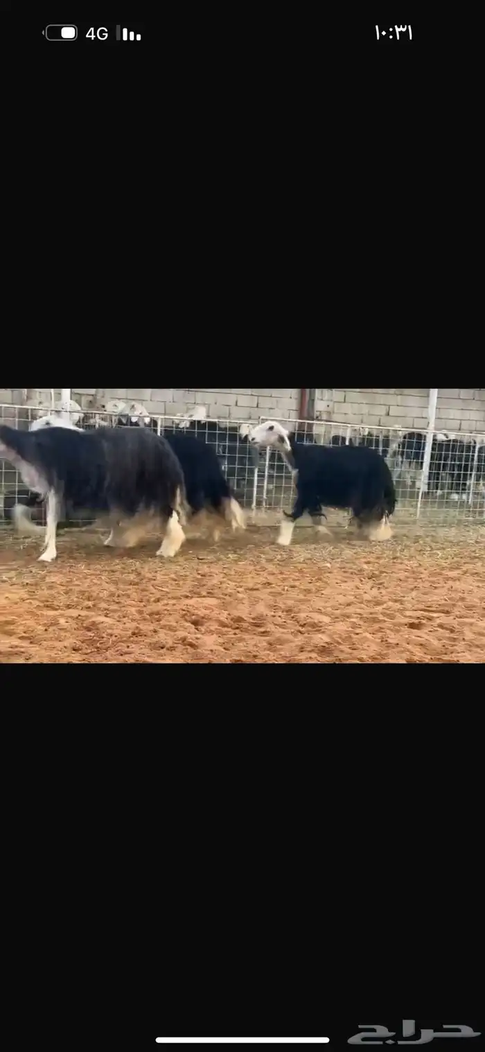 عرض بيع نجد صنف 0