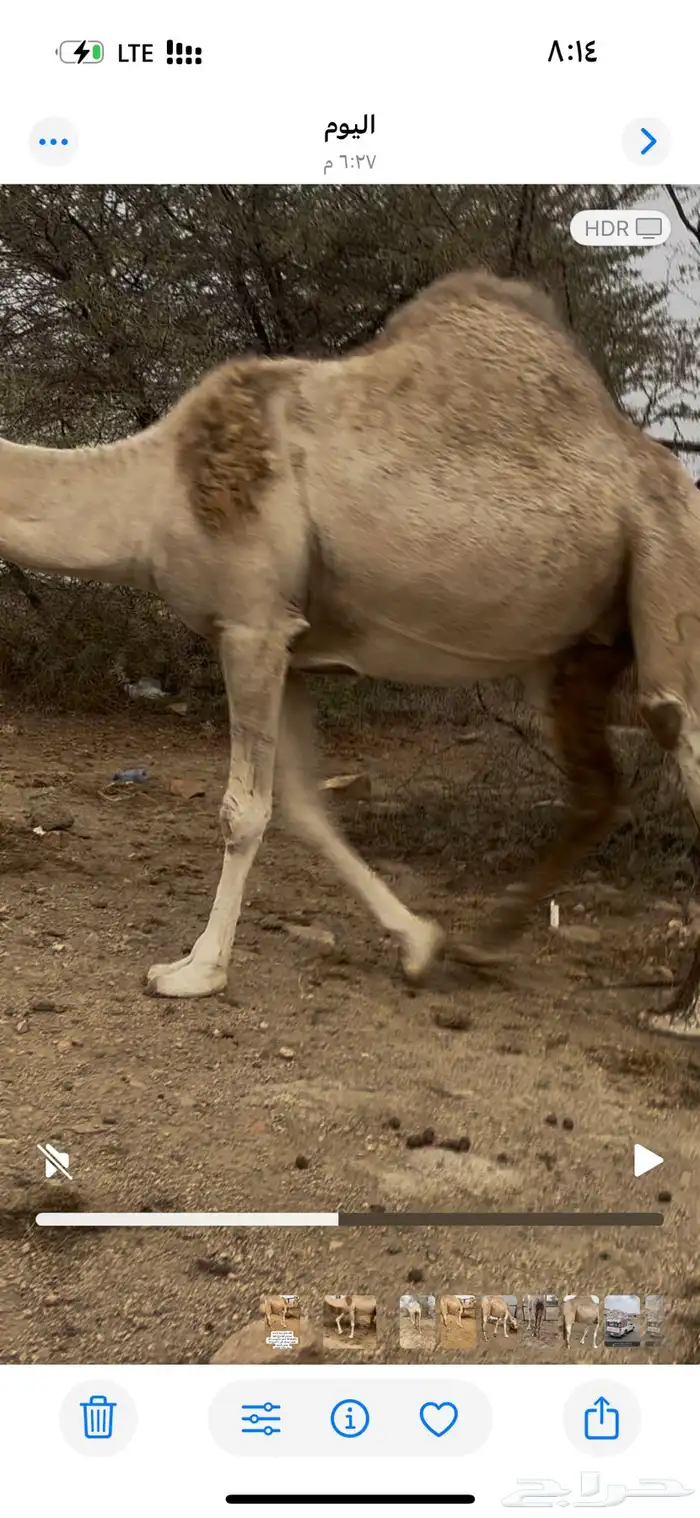 ناقه شراكه نظيفه وسمين 4