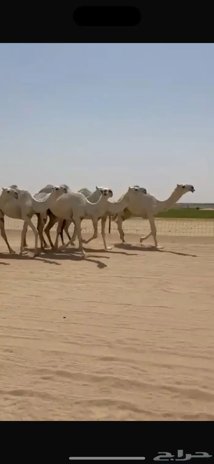 ابل وضح ككفو العدد 12 بفحلها ورحولها اشباب وطيبه 4