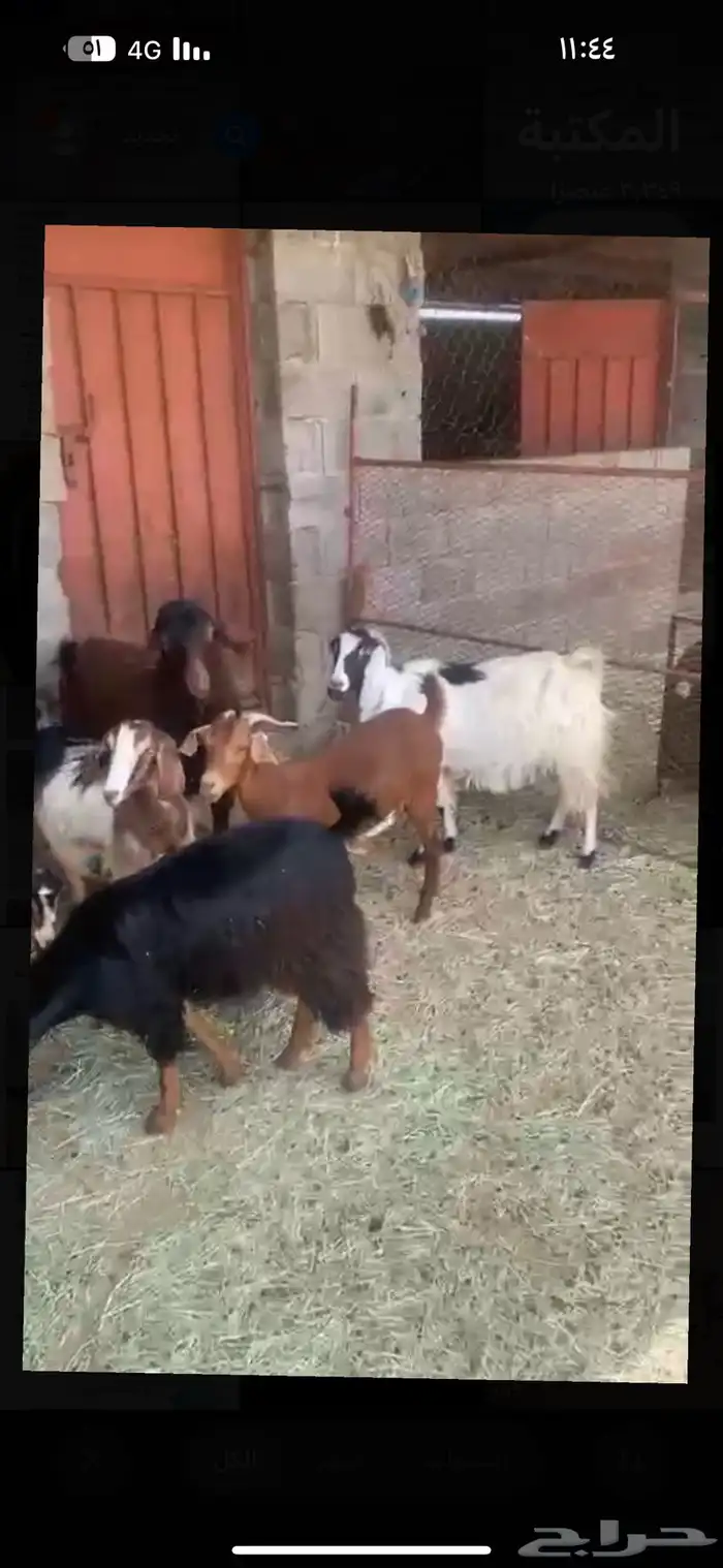 معزا دفع ب فحلها 0