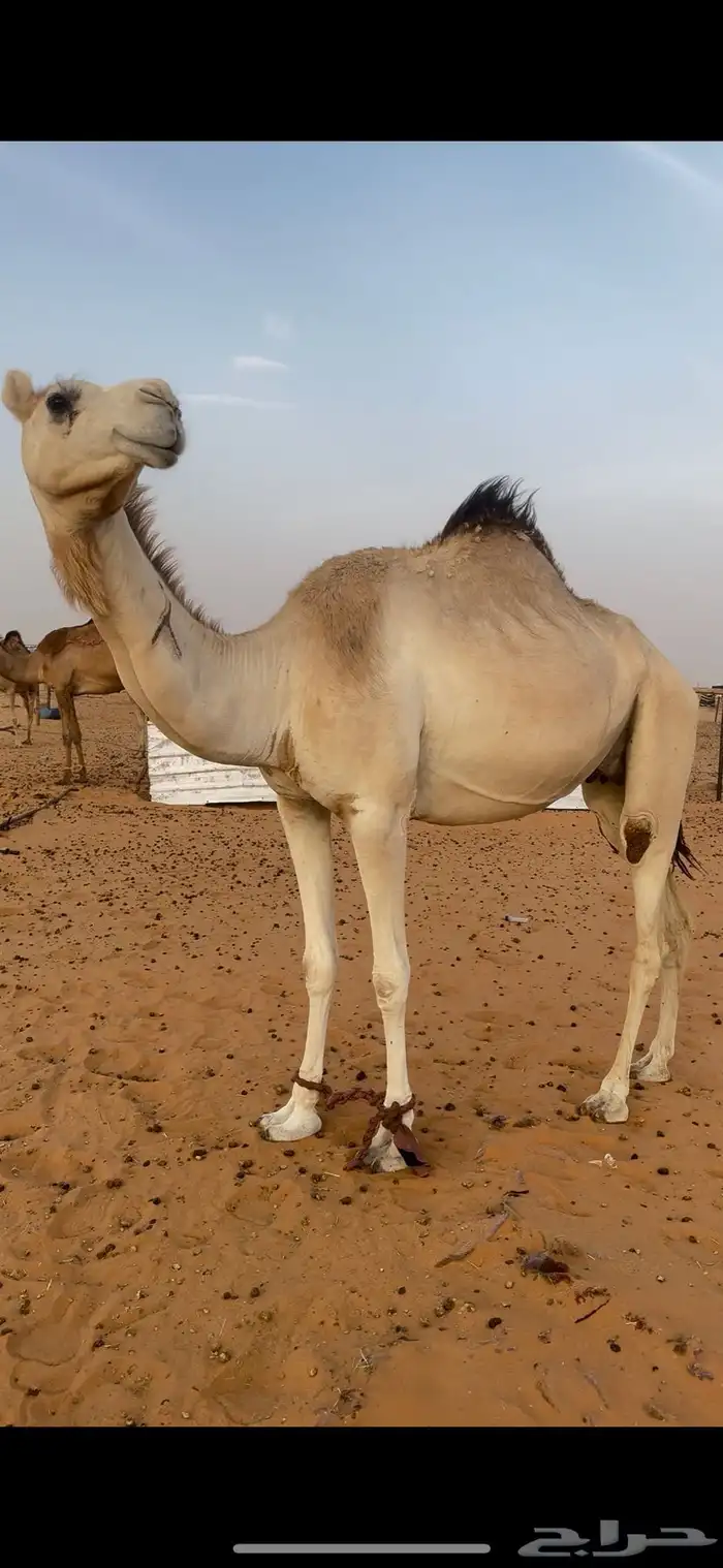 ناقة للبيع السن ثنيه مهجنه ضروبه 1