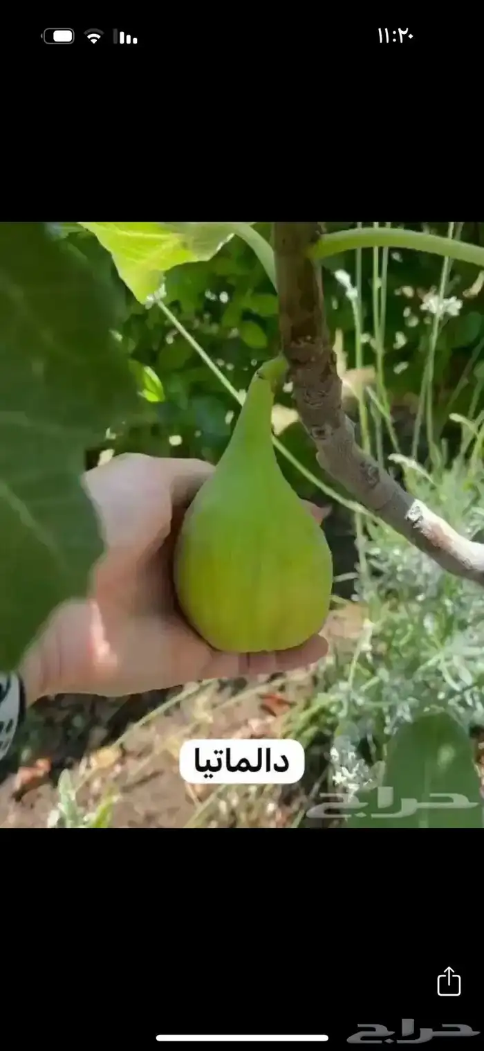 متوفر نوادر التين 5