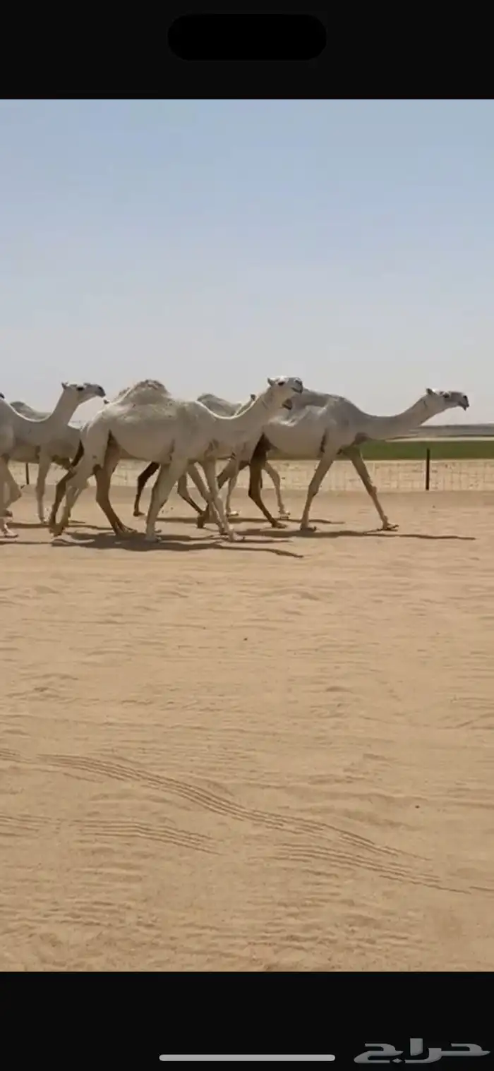 ابل وضح ككفو العدد 12 بفحلها ورحولها اشباب وطيبه 2