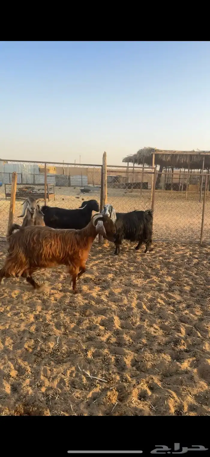 عنز دافع وداغور تم البيع 3