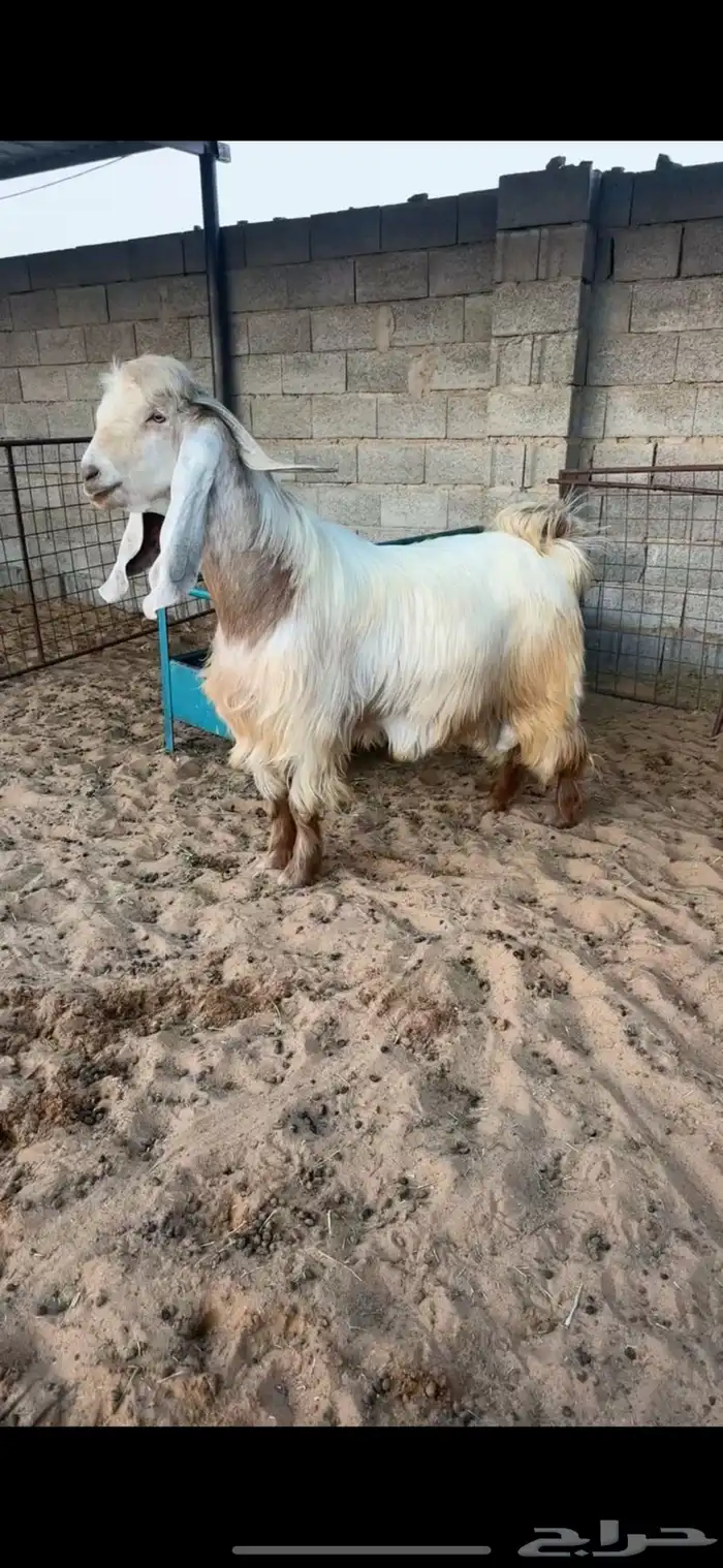 فحل عارضي اصفر خصم الخصم تممم البيع 0