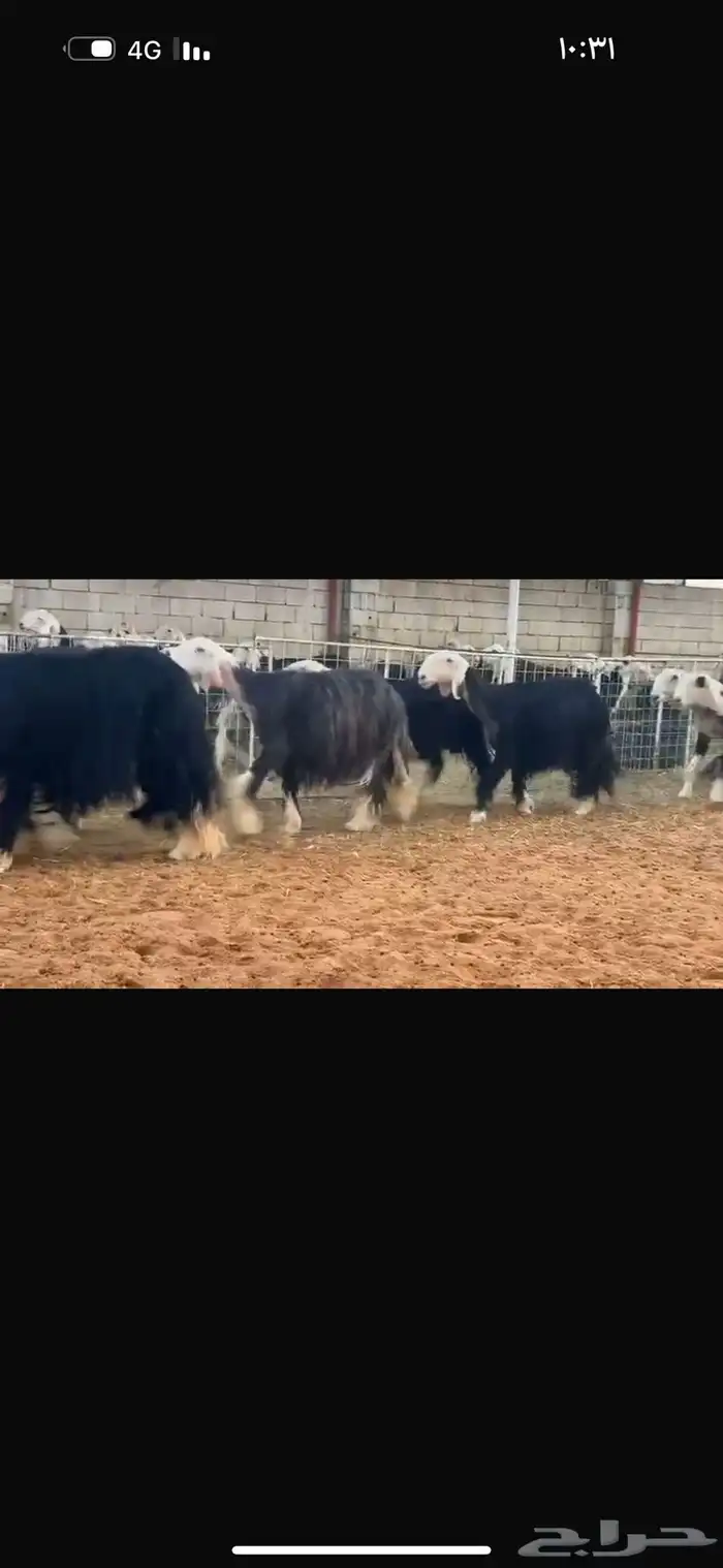عرض بيع نجد صنف 3