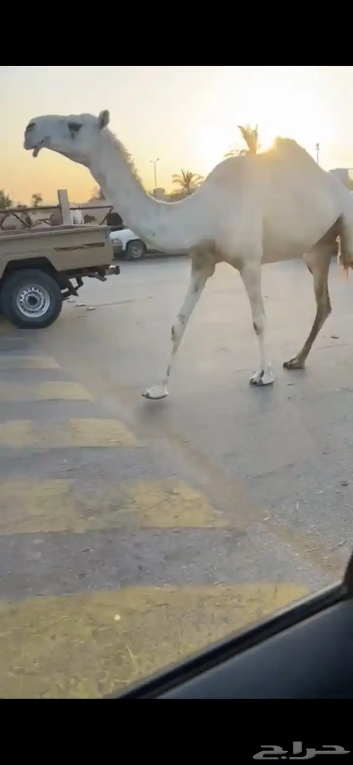 ناقه وضحا لقحه 0