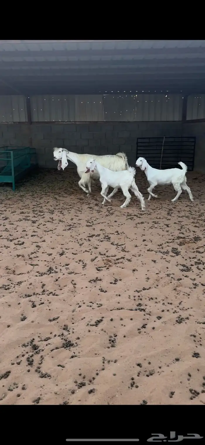 للبيع عنز سدس مشروكه 0