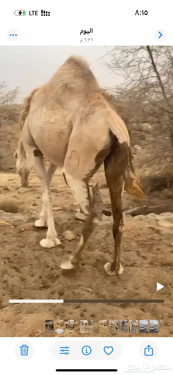 ناقه شراكه نظيفه وسمين 3