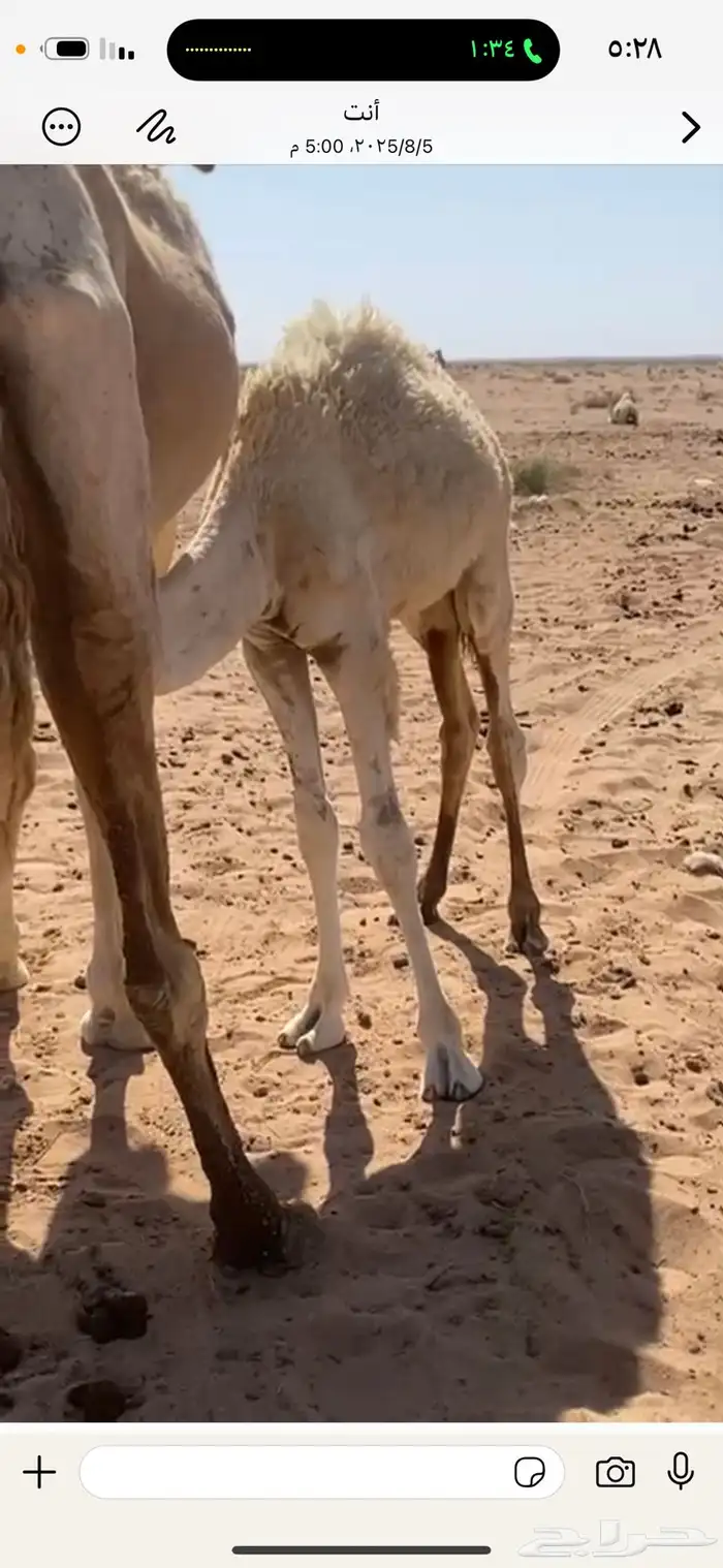 لبيع القعود طيب أطيب من التصوير 0