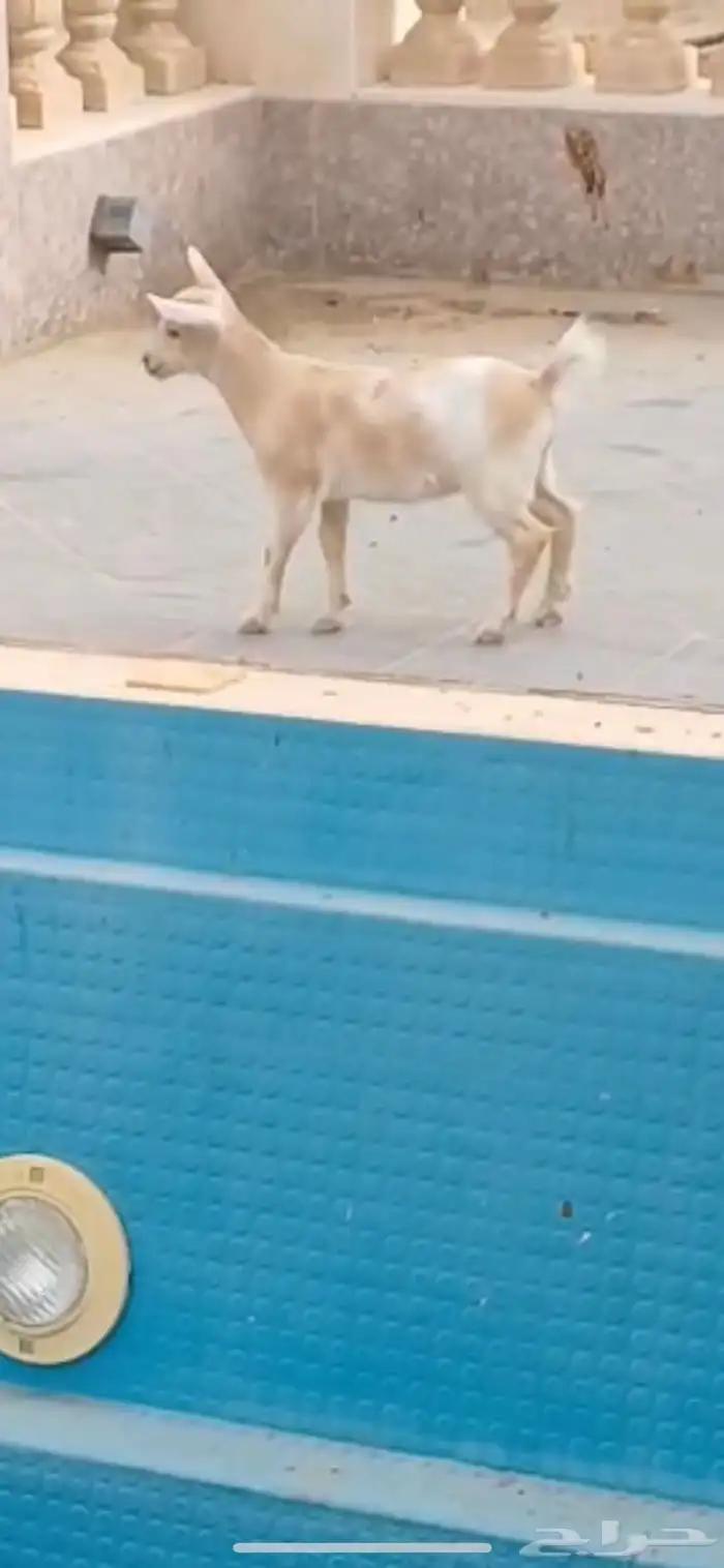 جفره قزم بعمر شهر 5