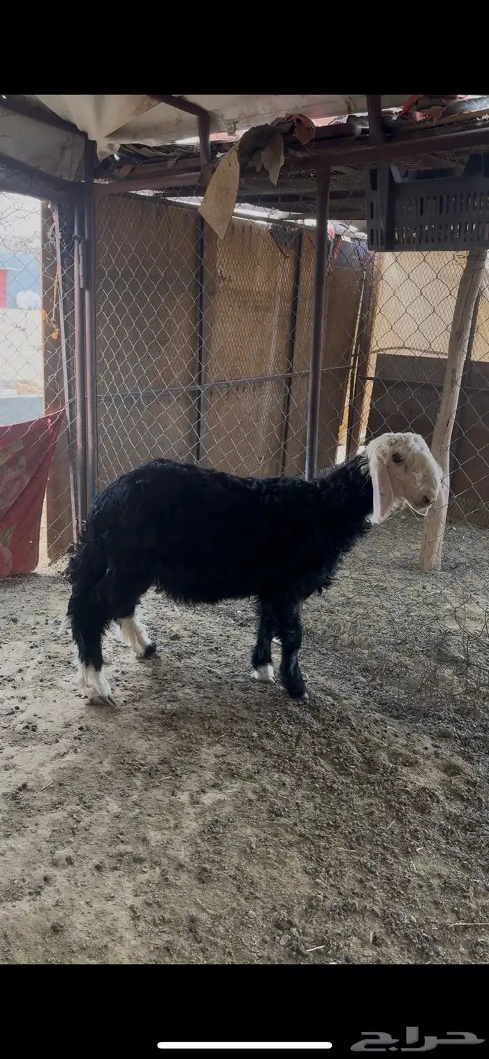 طلي نجدي صنف فحل 0