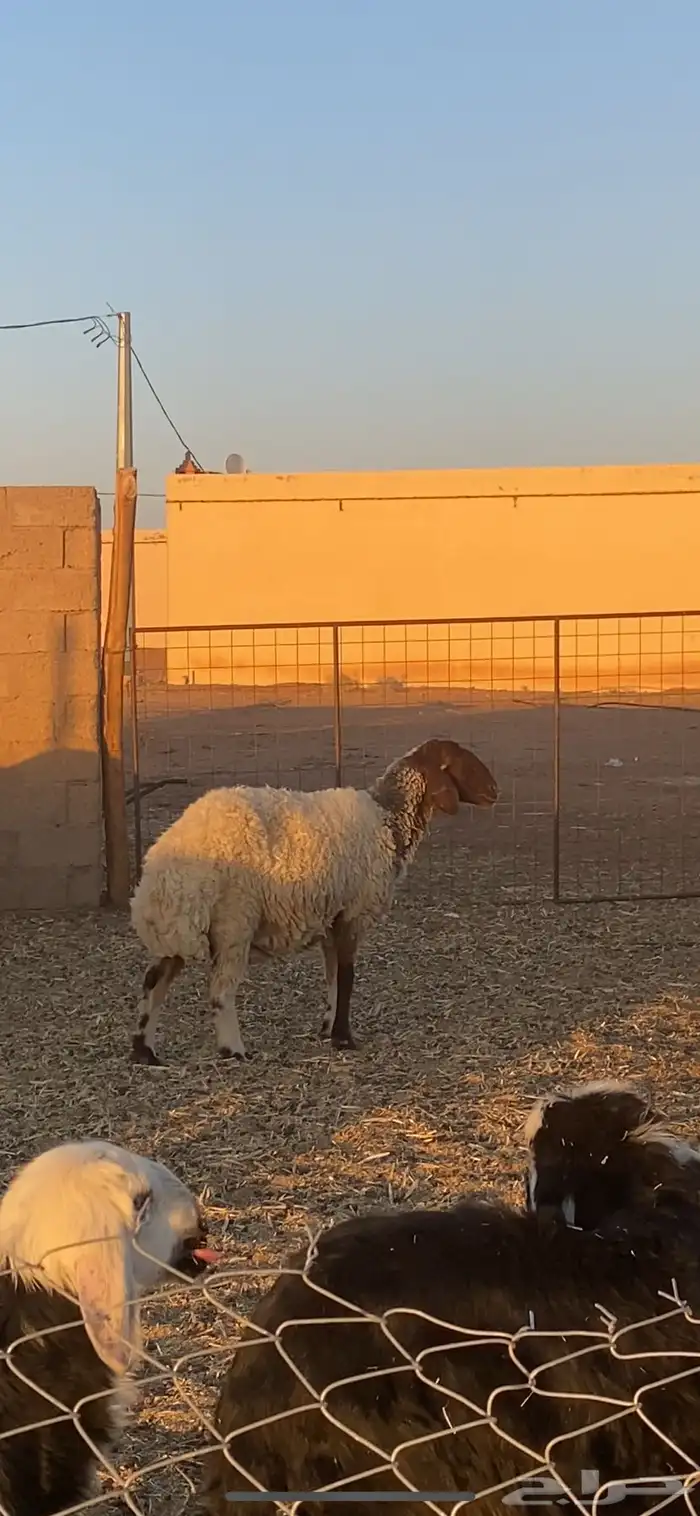 نعيميه للبيع 3