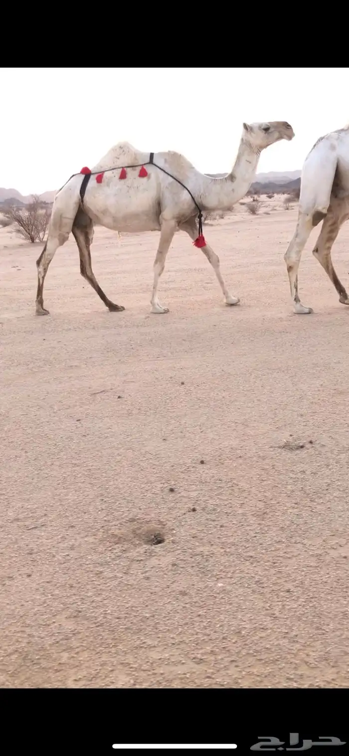 للبيع لقحه وضحا (( تم البيع))) تابع عروضنا القادمه 0
