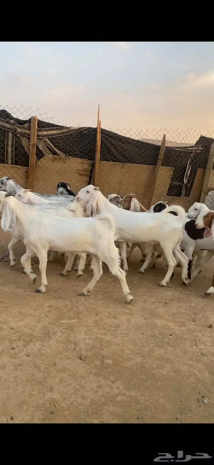 حفرات نقاني صنف طيبه 0