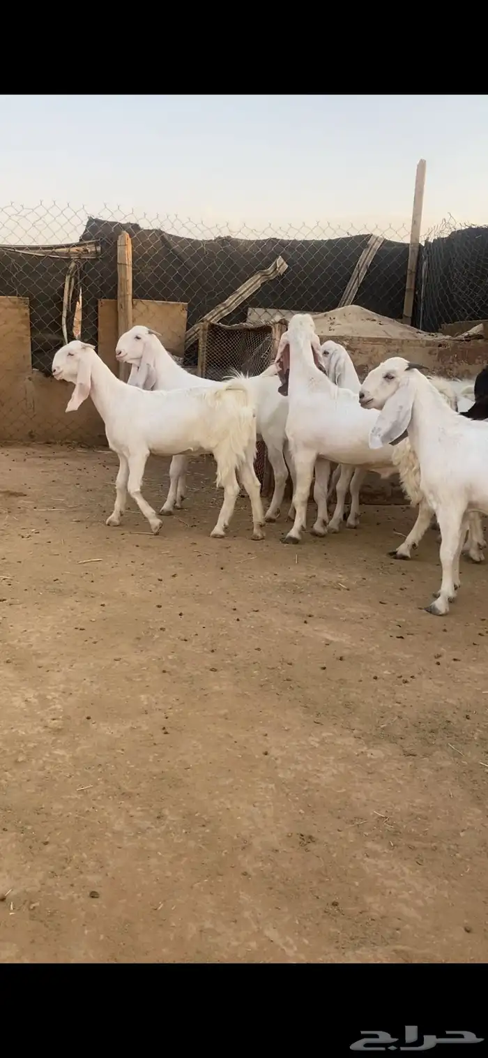 حفرات نقاني صنف طيبه 3