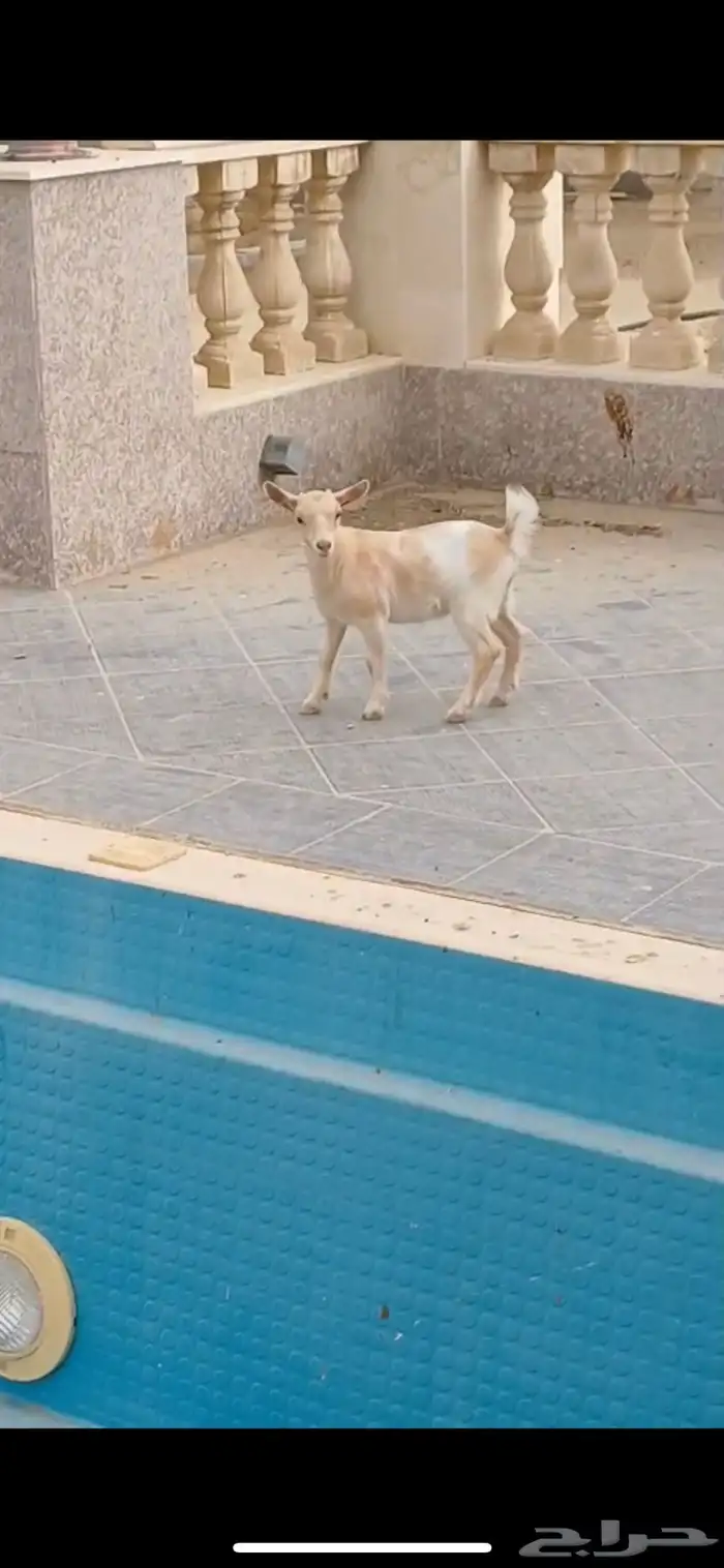 جفره قزم بعمر شهر 4