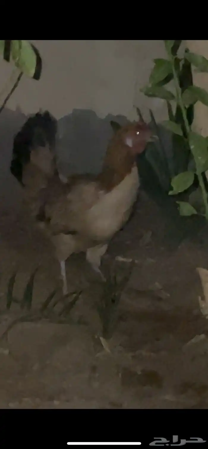 للبيع دجاجتين وديك 1