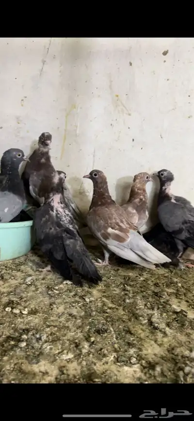 حمام صنعاني شيبه 1