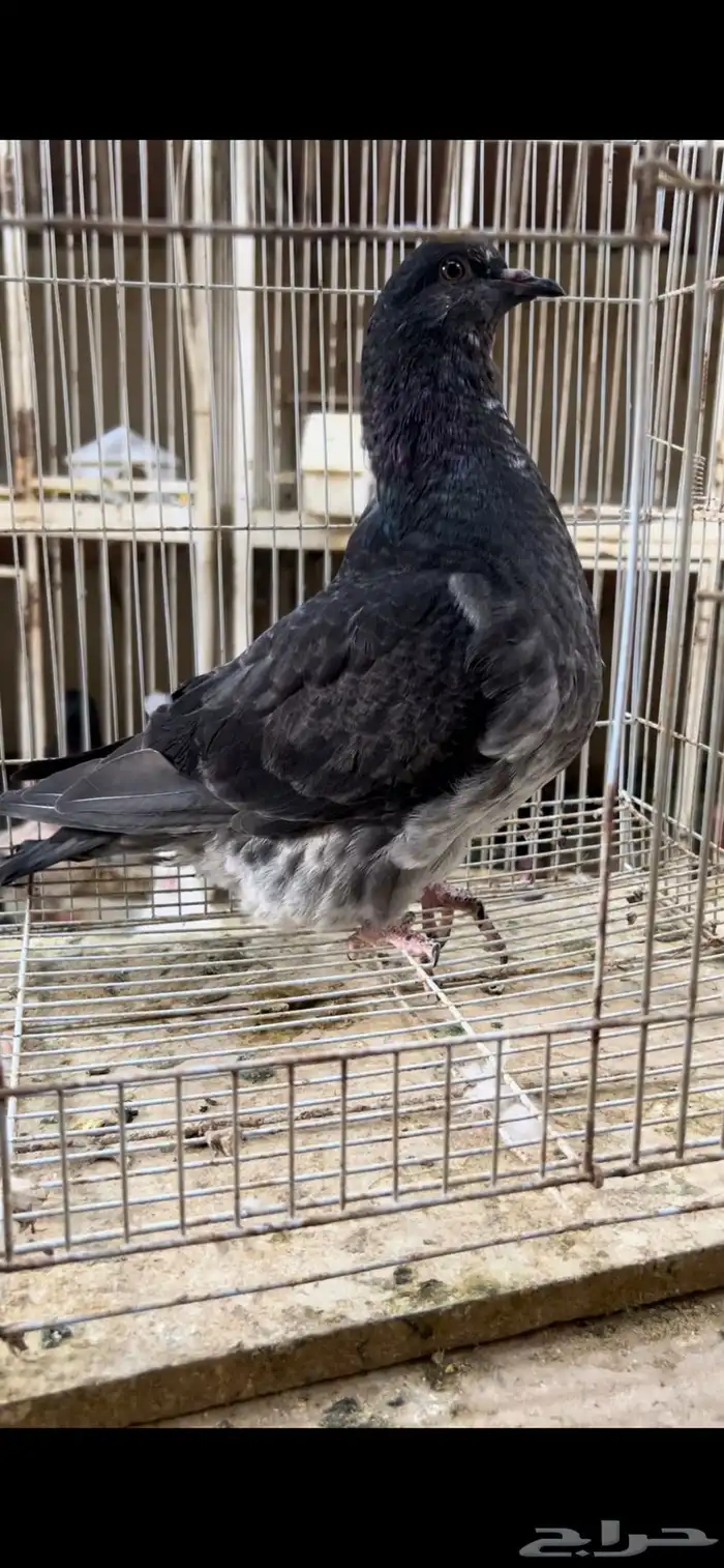 طبه فرش موندين 2