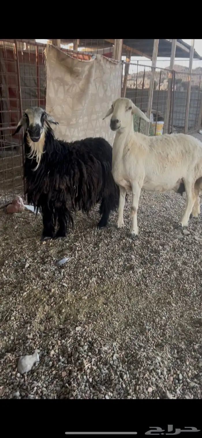 نعجة نجدية(حجرية) 1