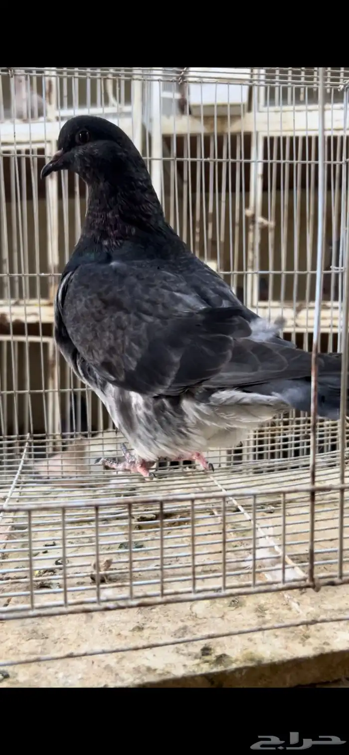 طبه فرش موندين 1