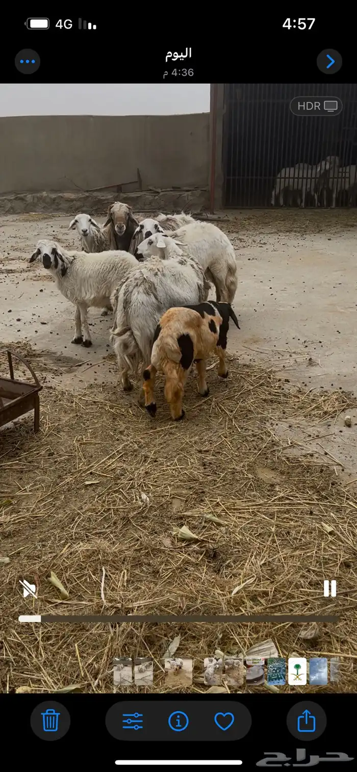 غنم صنف حريه 0