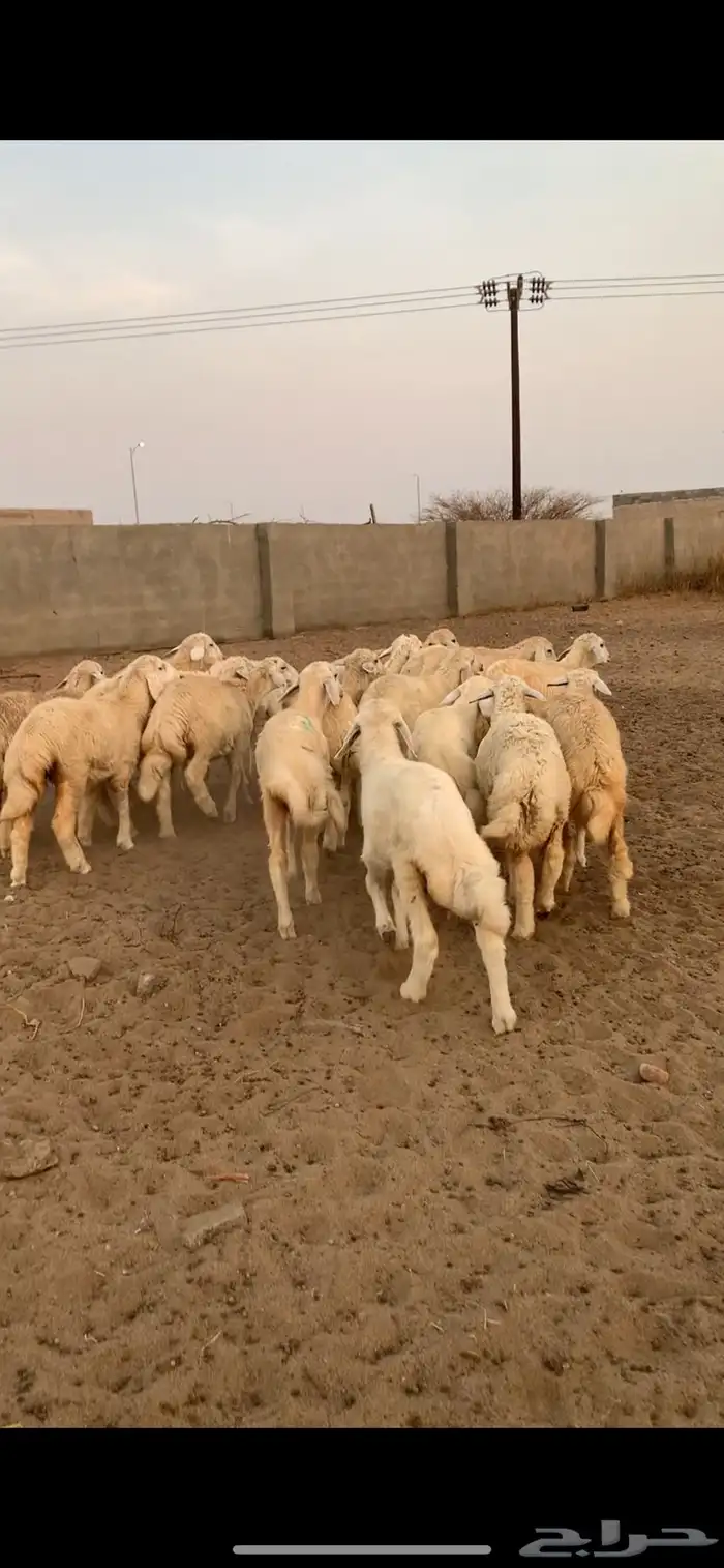 للبيع رخال وثنين طليان 0