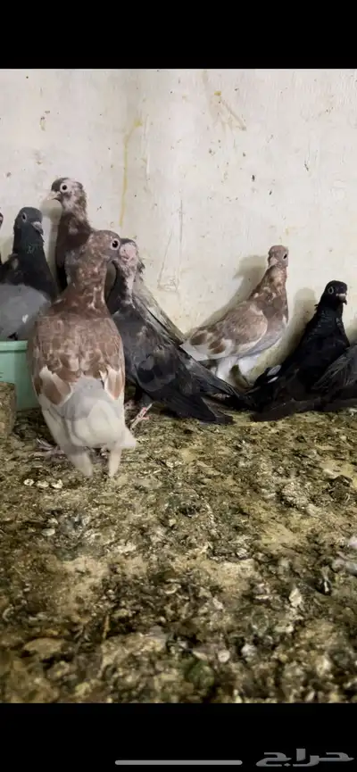 حمام صنعاني شيبه 4