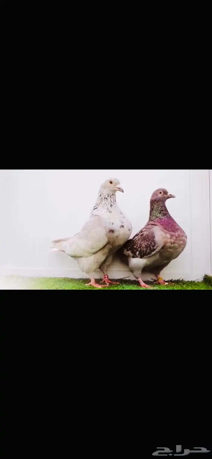 زوج تاكسن top 3