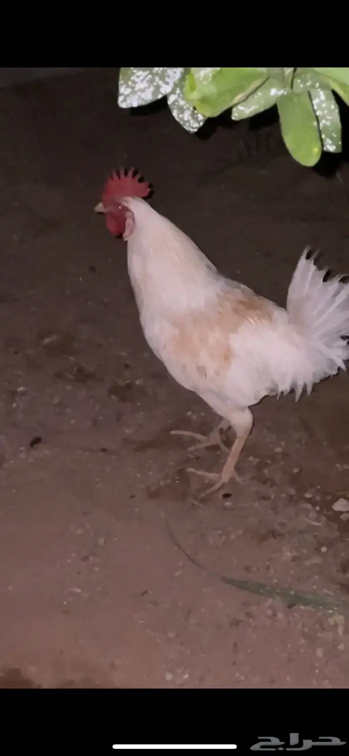 للبيع دجاجتين وديك 0