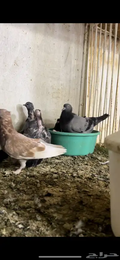 حمام صنعاني شيبه 2