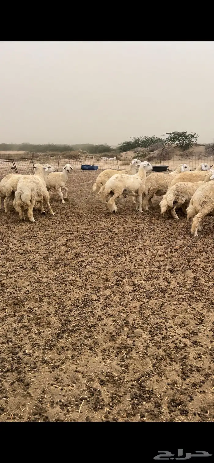 طليان جبره 1