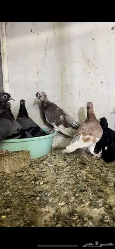 حمام صنعاني شيبه 6