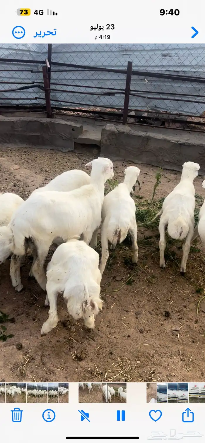 أبها 1
