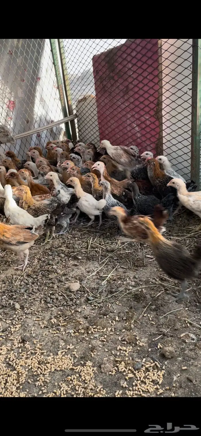 فروخ بلدي 2